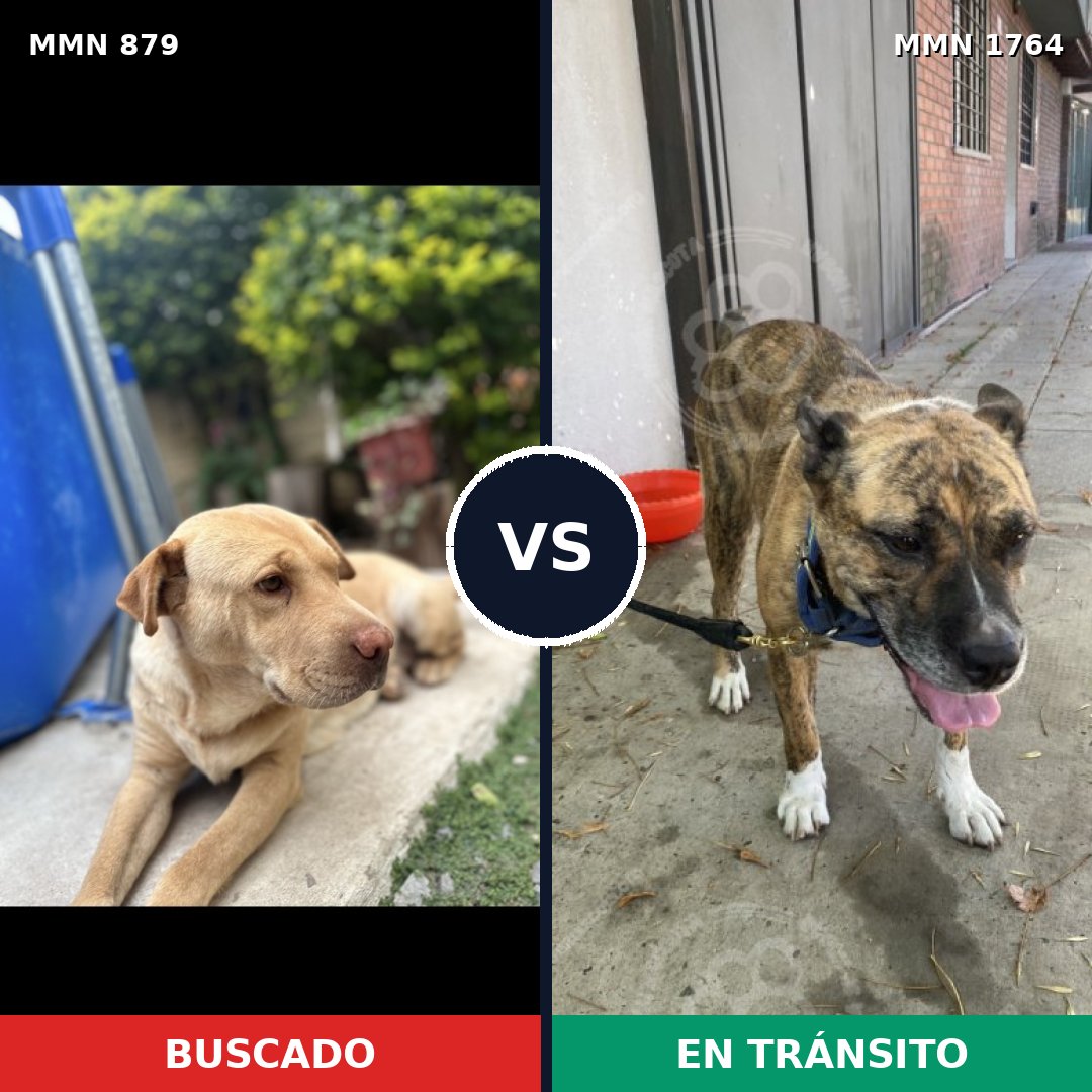 Comparativa MMS 39327: mascota perdida y mascota encontrada, 35% de similitud
