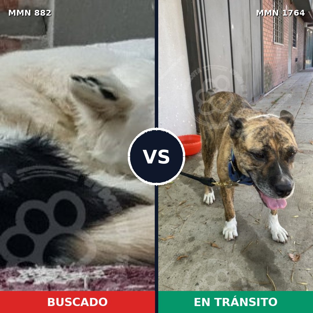 Comparativa MMS 39328: mascota perdida y mascota encontrada, 29% de similitud