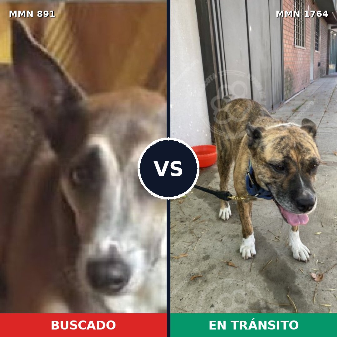 Comparativa MMS 39330: mascota perdida y mascota encontrada, 73% de similitud