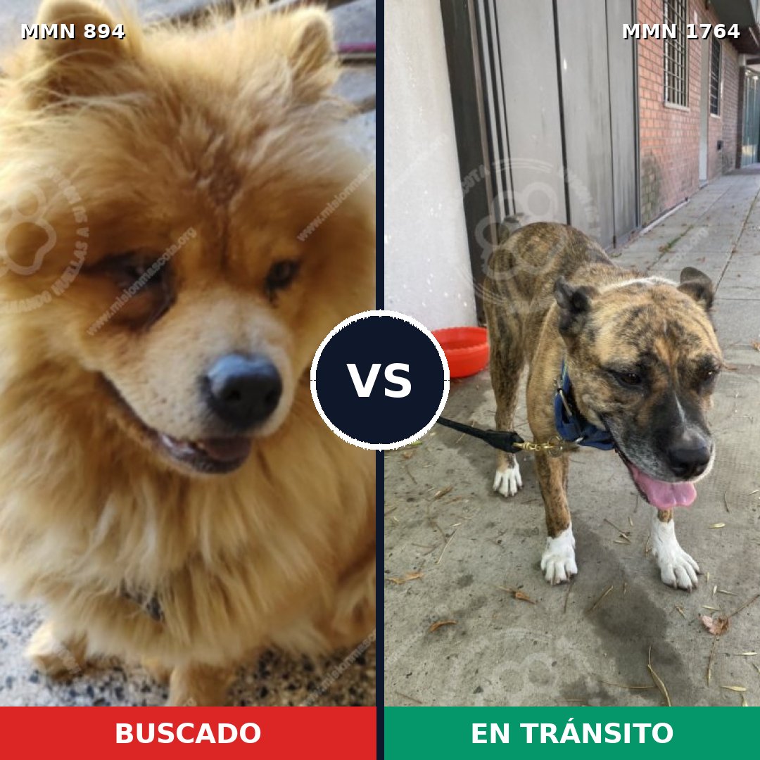 Comparativa MMS 39331: mascota perdida y mascota encontrada, 35% de similitud
