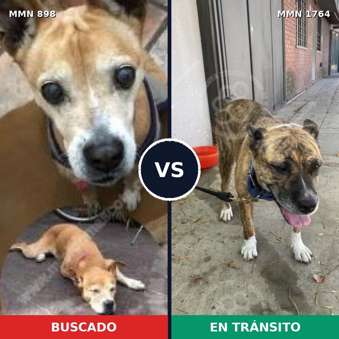 Comparativa MMS 39332: mascota perdida y mascota encontrada, 45% de similitud