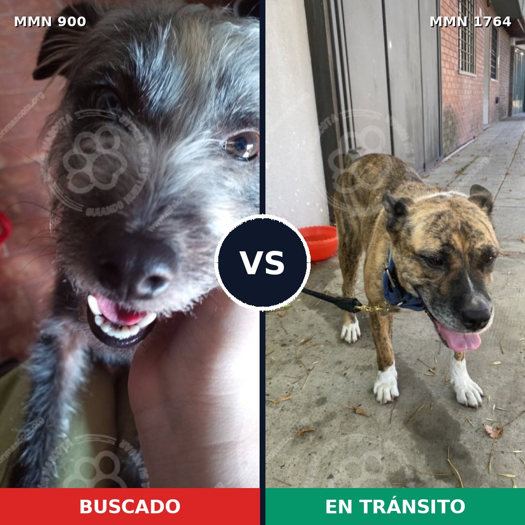Comparativa MMS 39333: mascota perdida y mascota encontrada, 30% de similitud