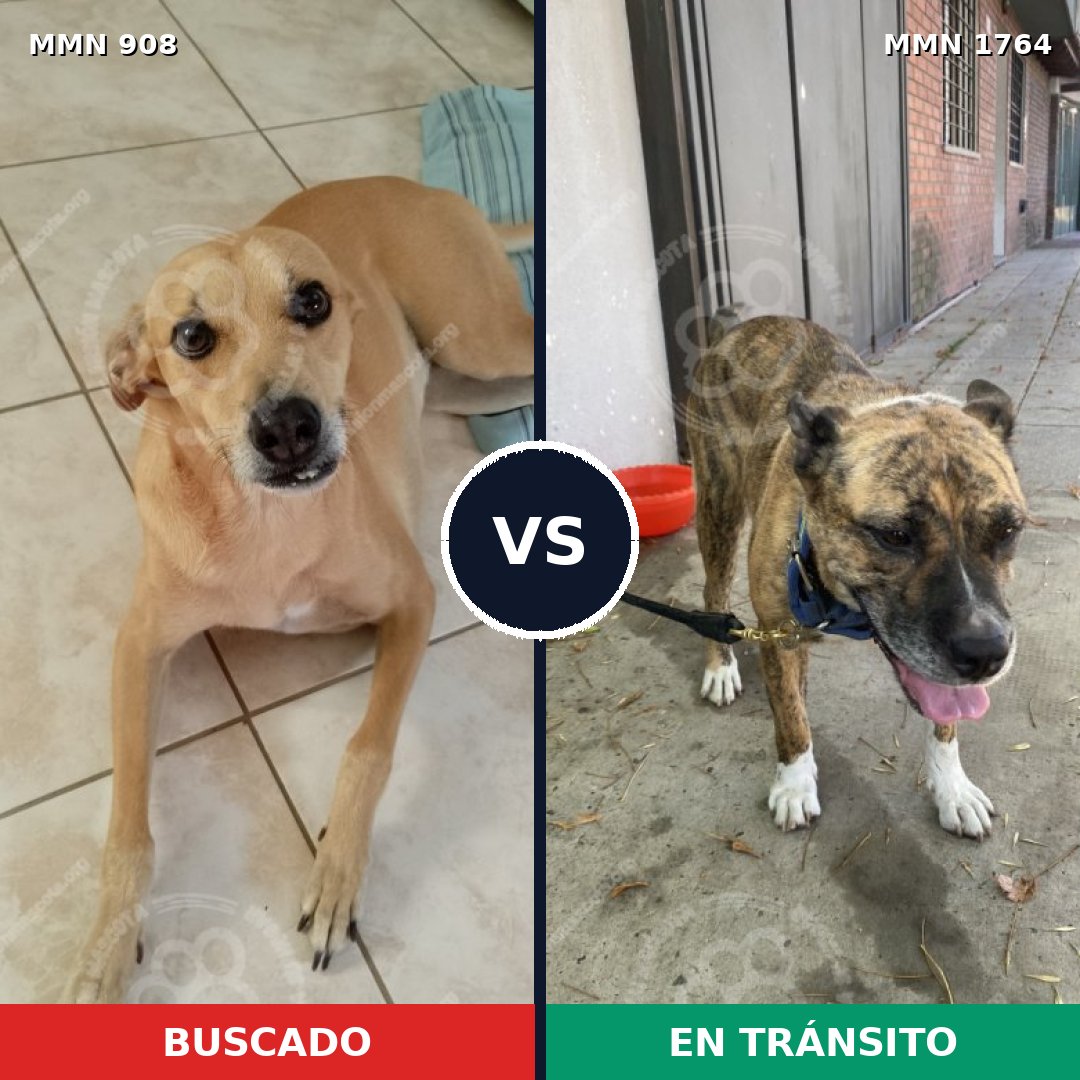 Comparativa MMS 39335: mascota perdida y mascota encontrada, 44% de similitud