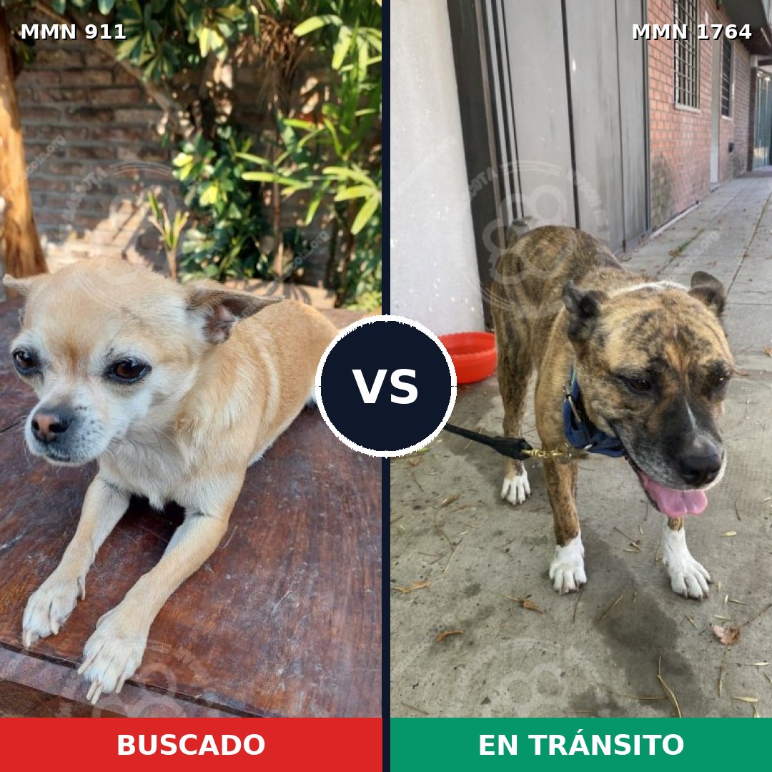 Comparativa MMS 39336: mascota perdida y mascota encontrada, 31% de similitud