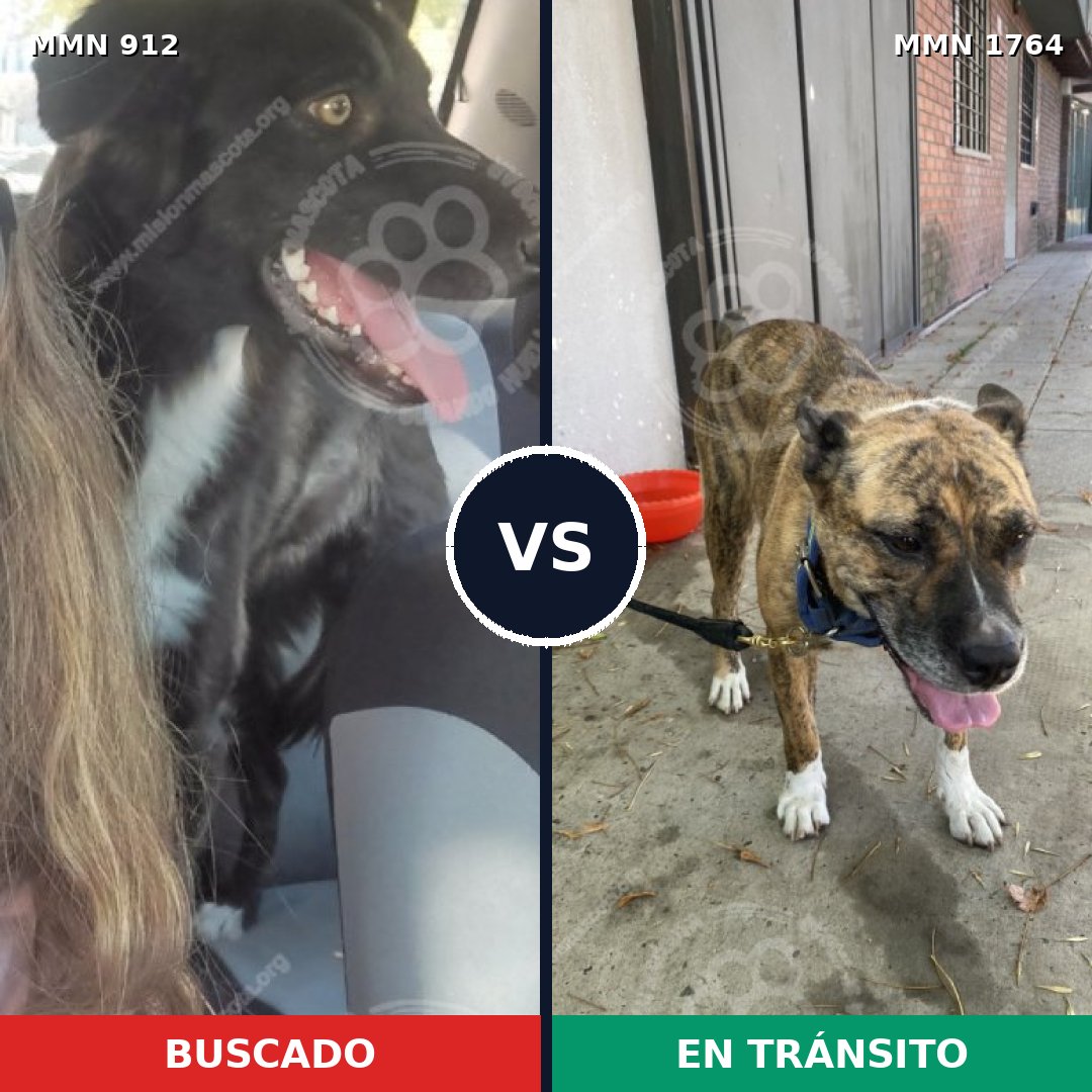 Comparativa MMS 39337: mascota perdida y mascota encontrada, 60% de similitud