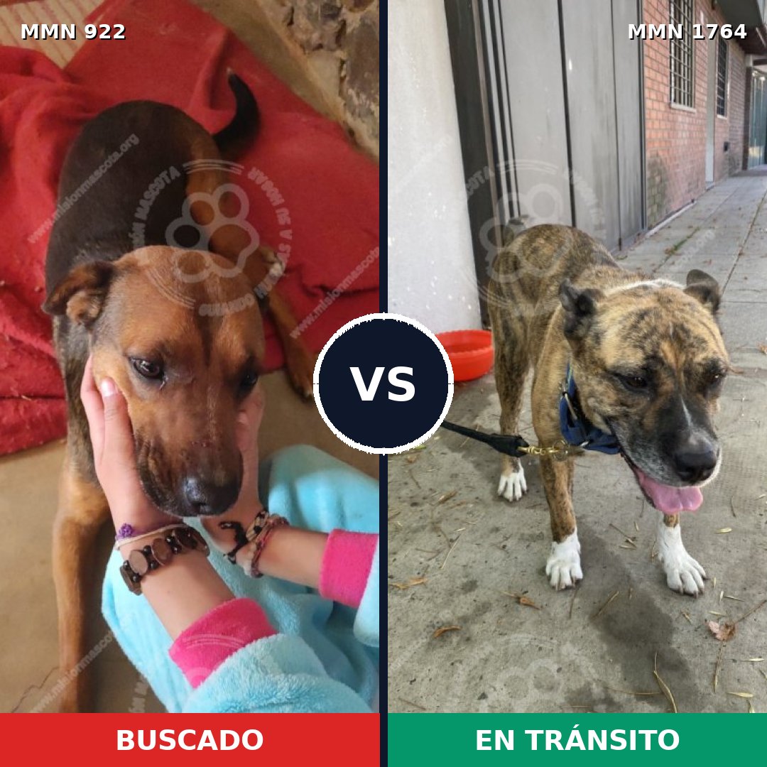 Comparativa MMS 39339: mascota perdida y mascota encontrada, 32% de similitud