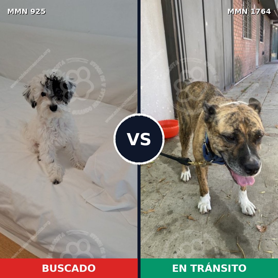 Comparativa MMS 39340: mascota perdida y mascota encontrada, 28% de similitud