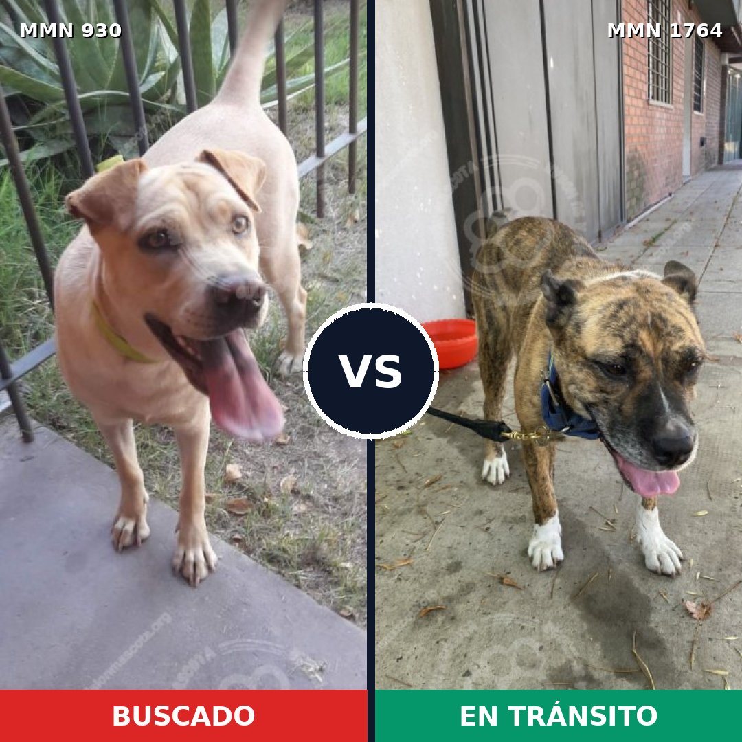 Comparativa MMS 39341: mascota perdida y mascota encontrada, 44% de similitud
