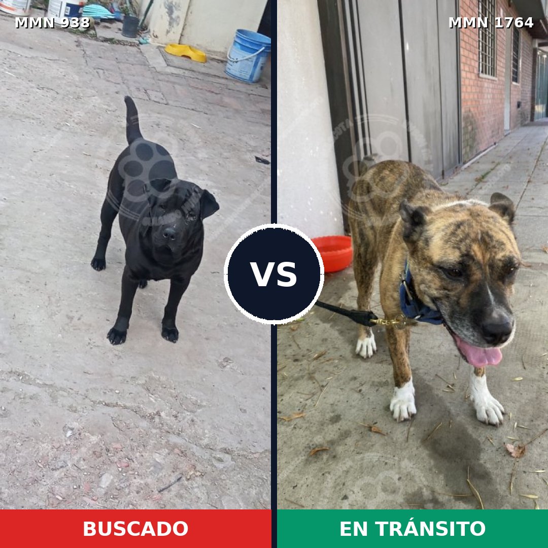 Comparativa MMS 39342: mascota perdida y mascota encontrada, 38% de similitud