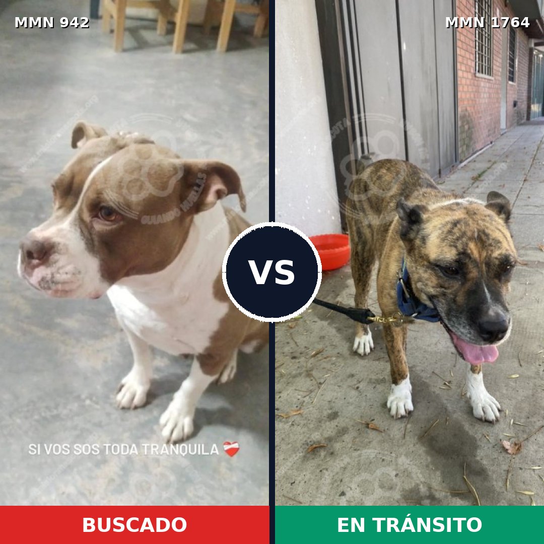 Comparativa MMS 39344: mascota perdida y mascota encontrada, 33% de similitud