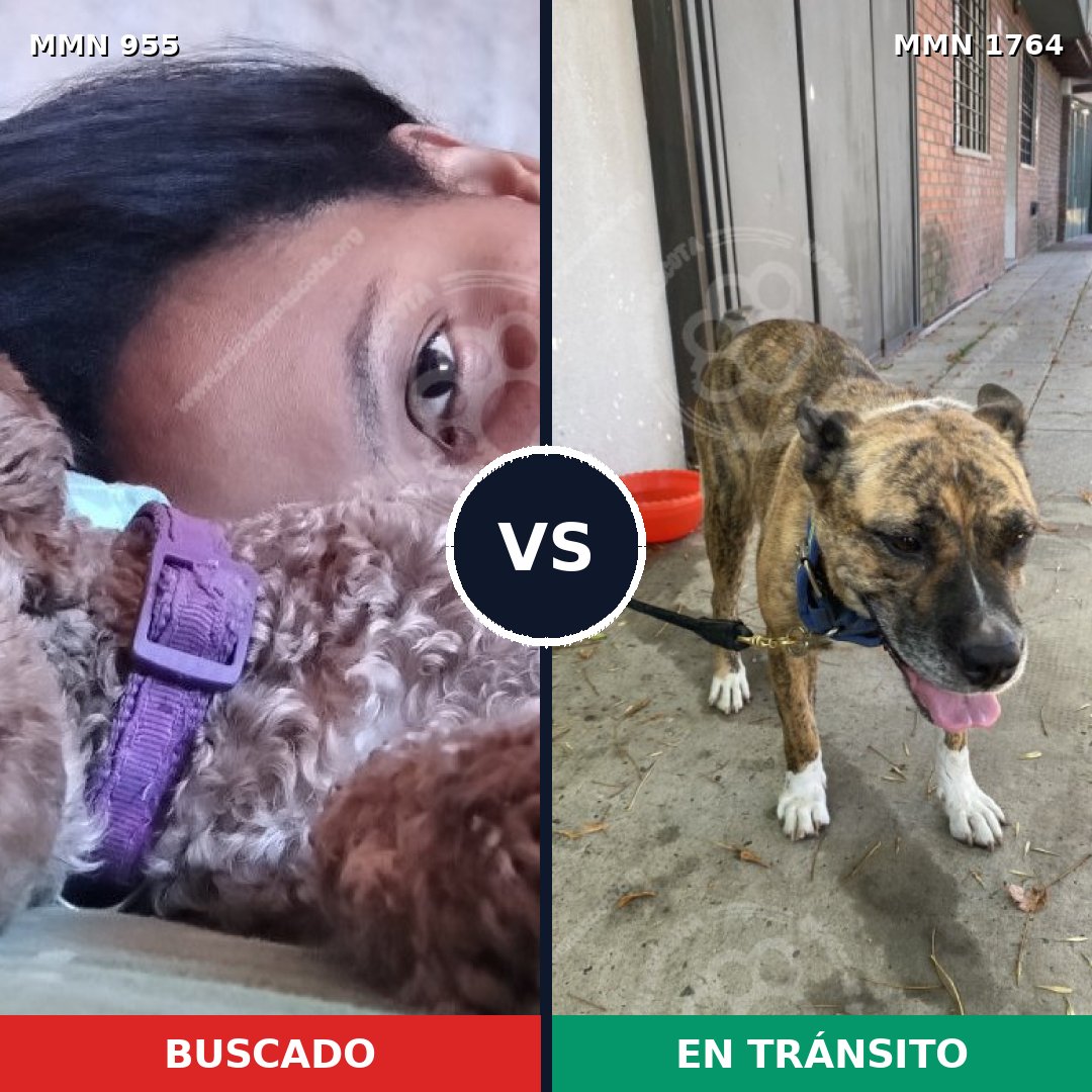 Comparativa MMS 39346: mascota perdida y mascota encontrada, 33% de similitud