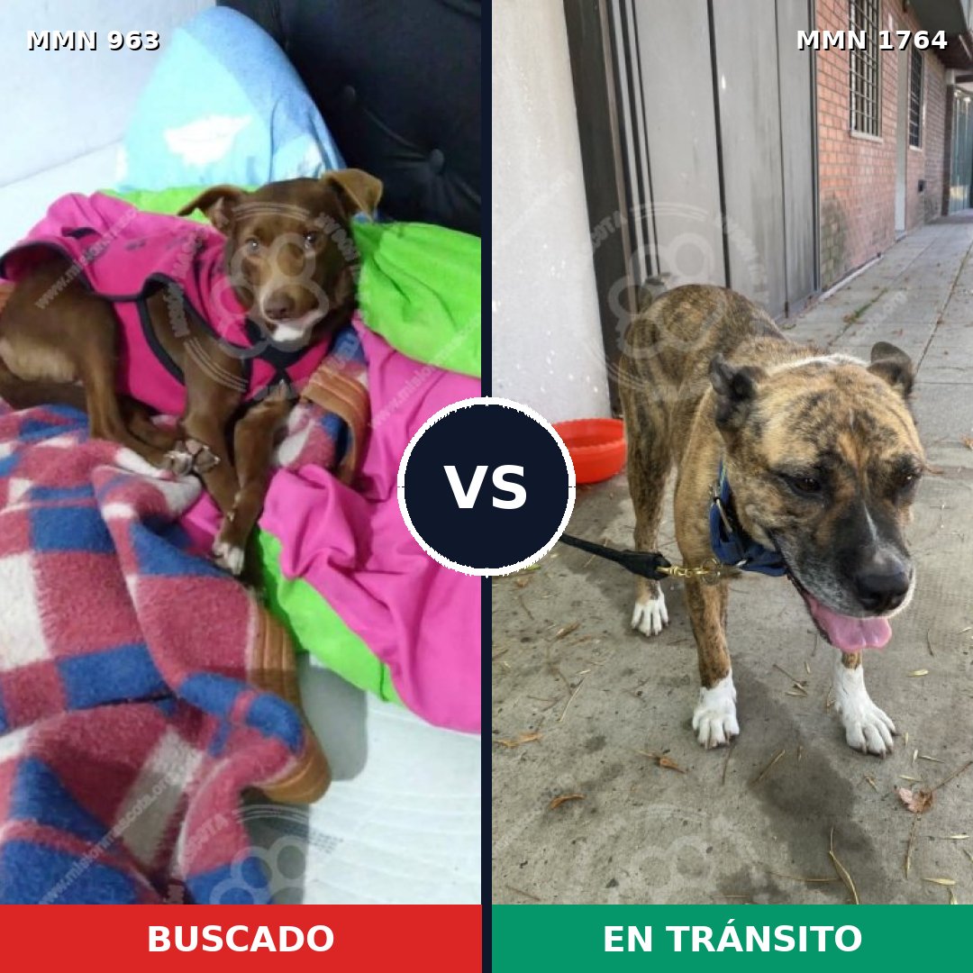 Comparativa MMS 39347: mascota perdida y mascota encontrada, 62% de similitud