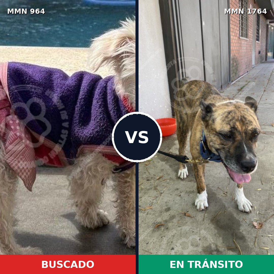Comparativa MMS 39348: mascota perdida y mascota encontrada, 26% de similitud