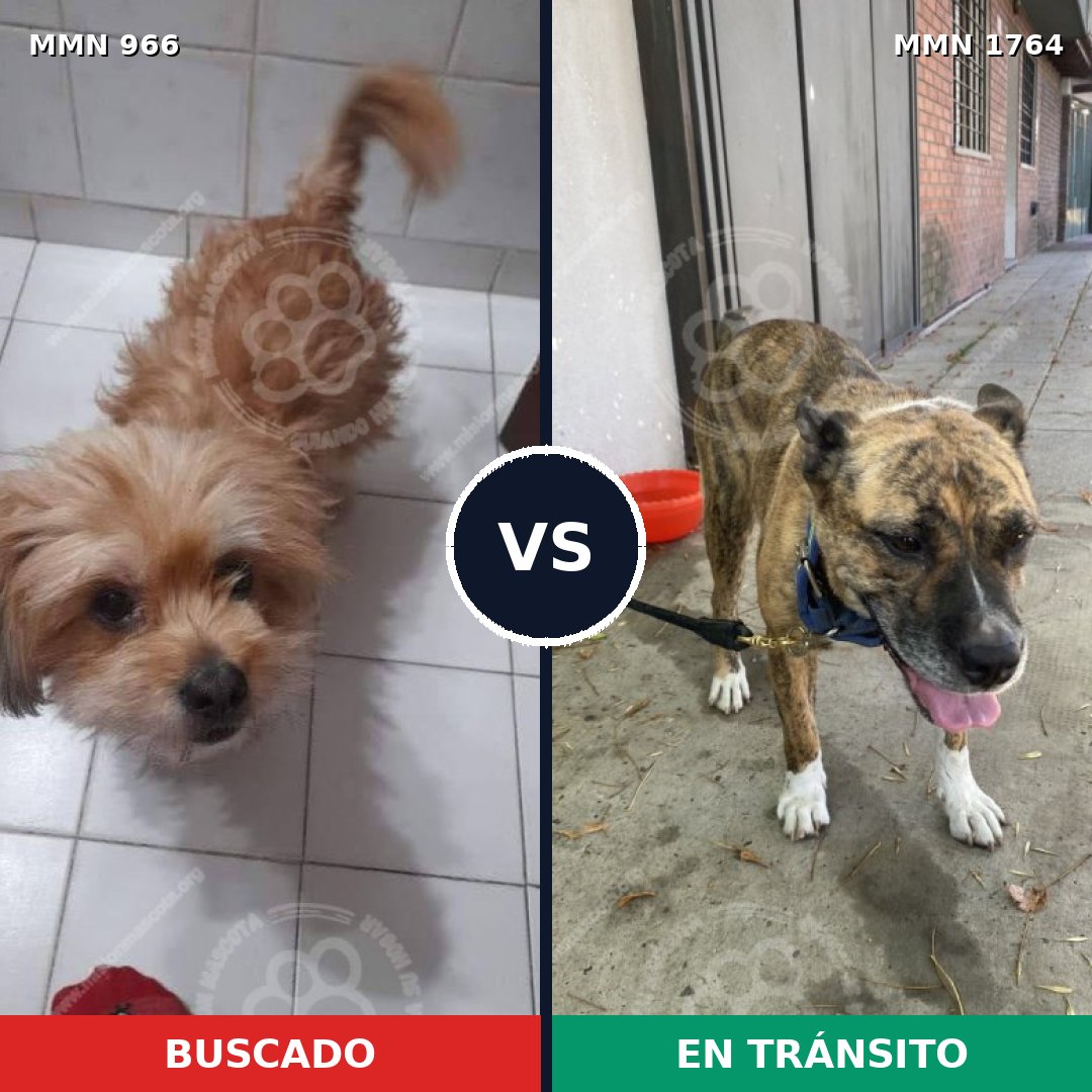 Comparativa MMS 39349: mascota perdida y mascota encontrada, 49% de similitud