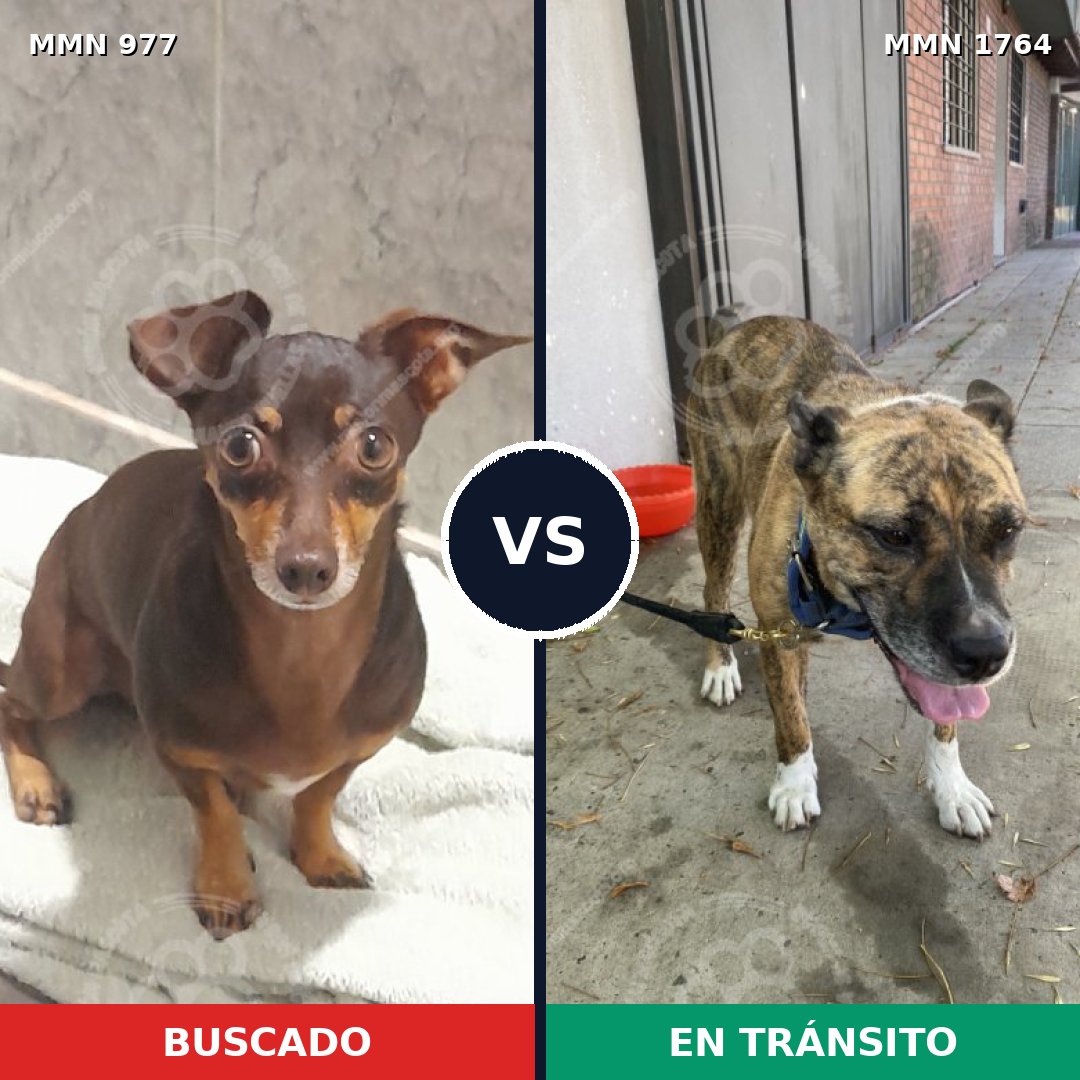Comparativa MMS 39351: mascota perdida y mascota encontrada, 54% de similitud