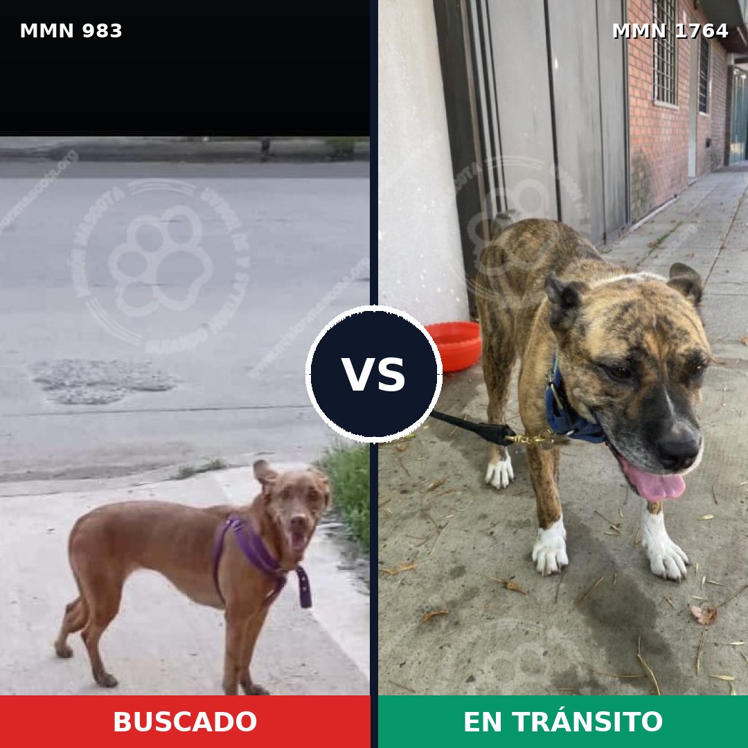 Comparativa MMS 39352: mascota perdida y mascota encontrada, 59% de similitud