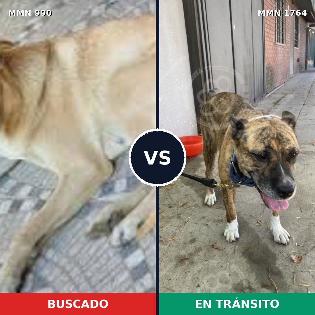 Comparativa MMS 39353: mascota perdida y mascota encontrada, 64% de similitud