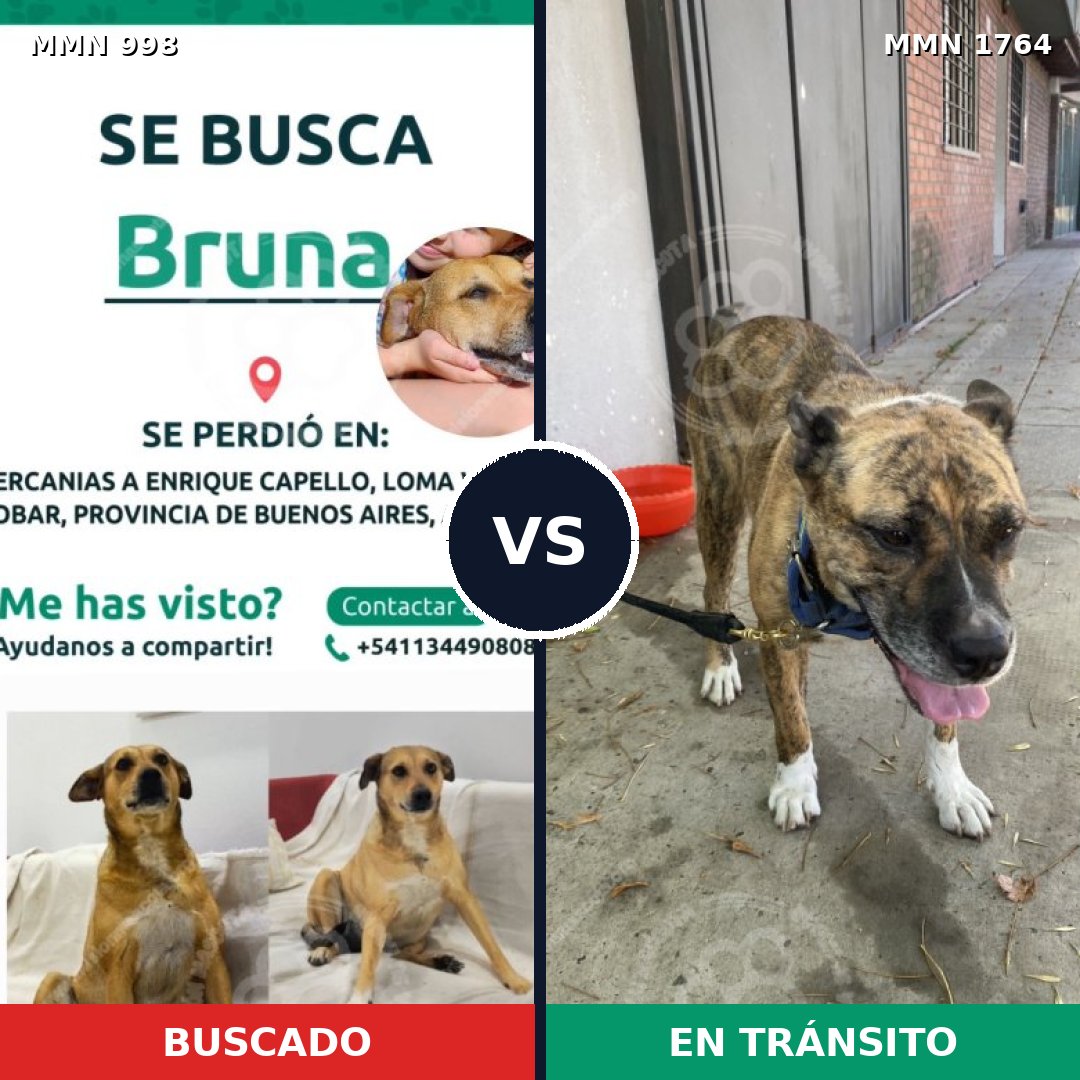 Comparativa MMS 39354: mascota perdida y mascota encontrada, 37% de similitud