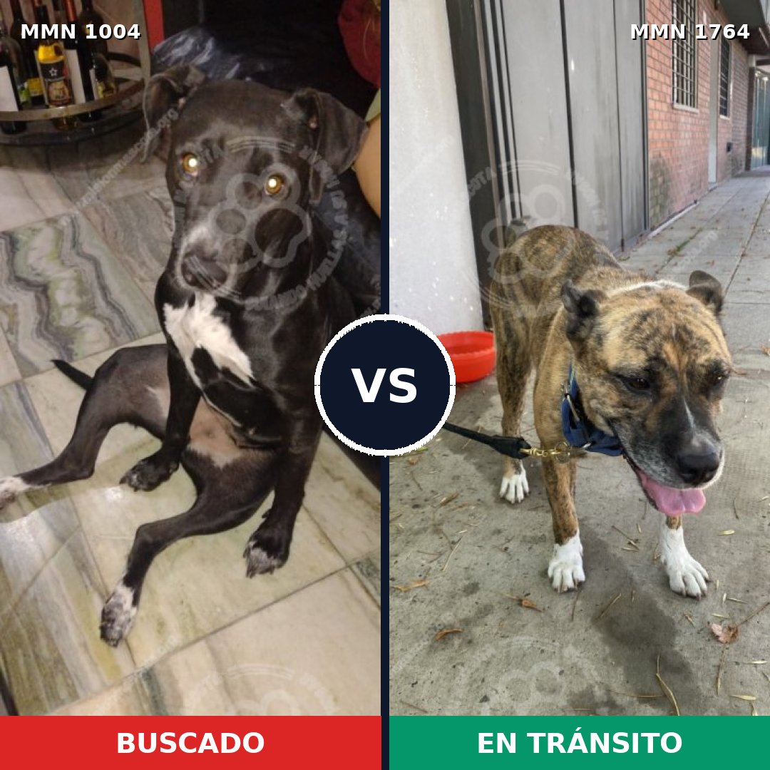 Comparativa MMS 39355: mascota perdida y mascota encontrada, 64% de similitud