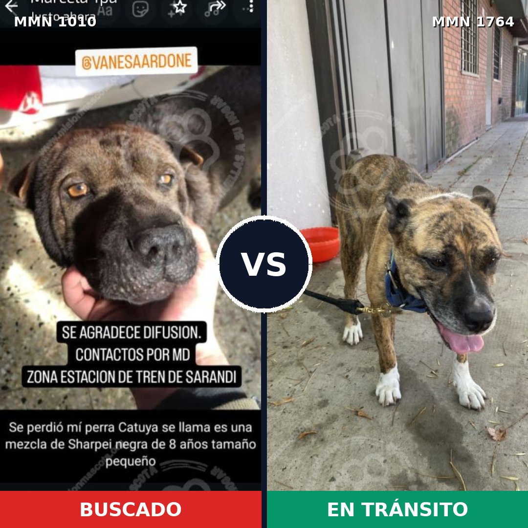 Comparativa MMS 39356: mascota perdida y mascota encontrada, 35% de similitud