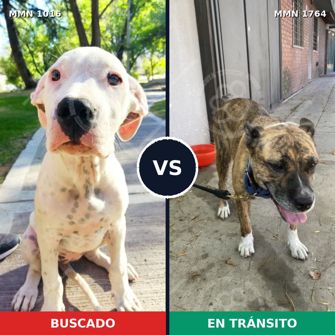Comparativa MMS 39357: mascota perdida y mascota encontrada, 36% de similitud