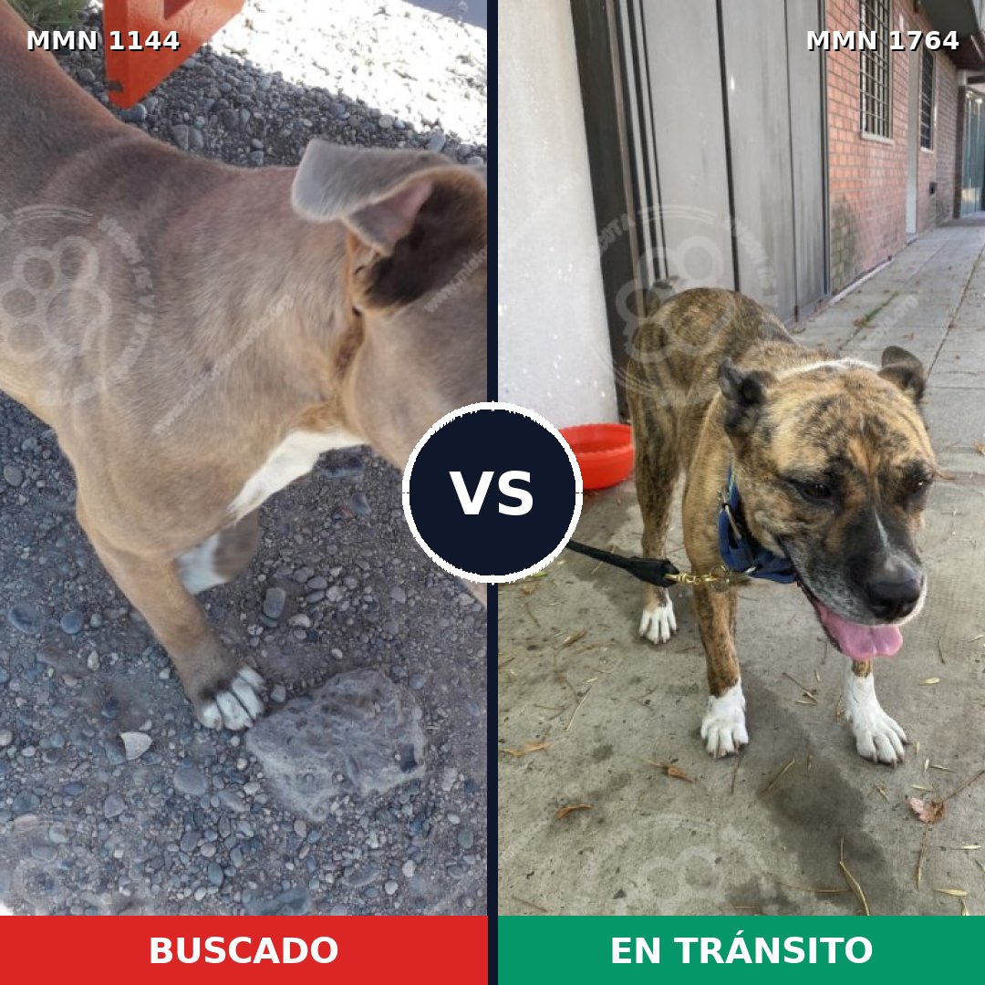 Comparativa MMS 39360: mascota perdida y mascota encontrada, 30% de similitud