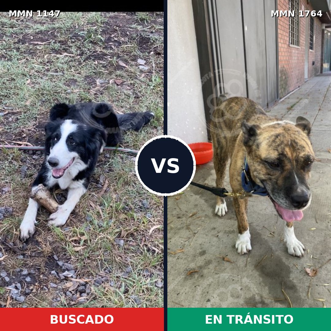 Comparativa MMS 39361: mascota perdida y mascota encontrada, 51% de similitud