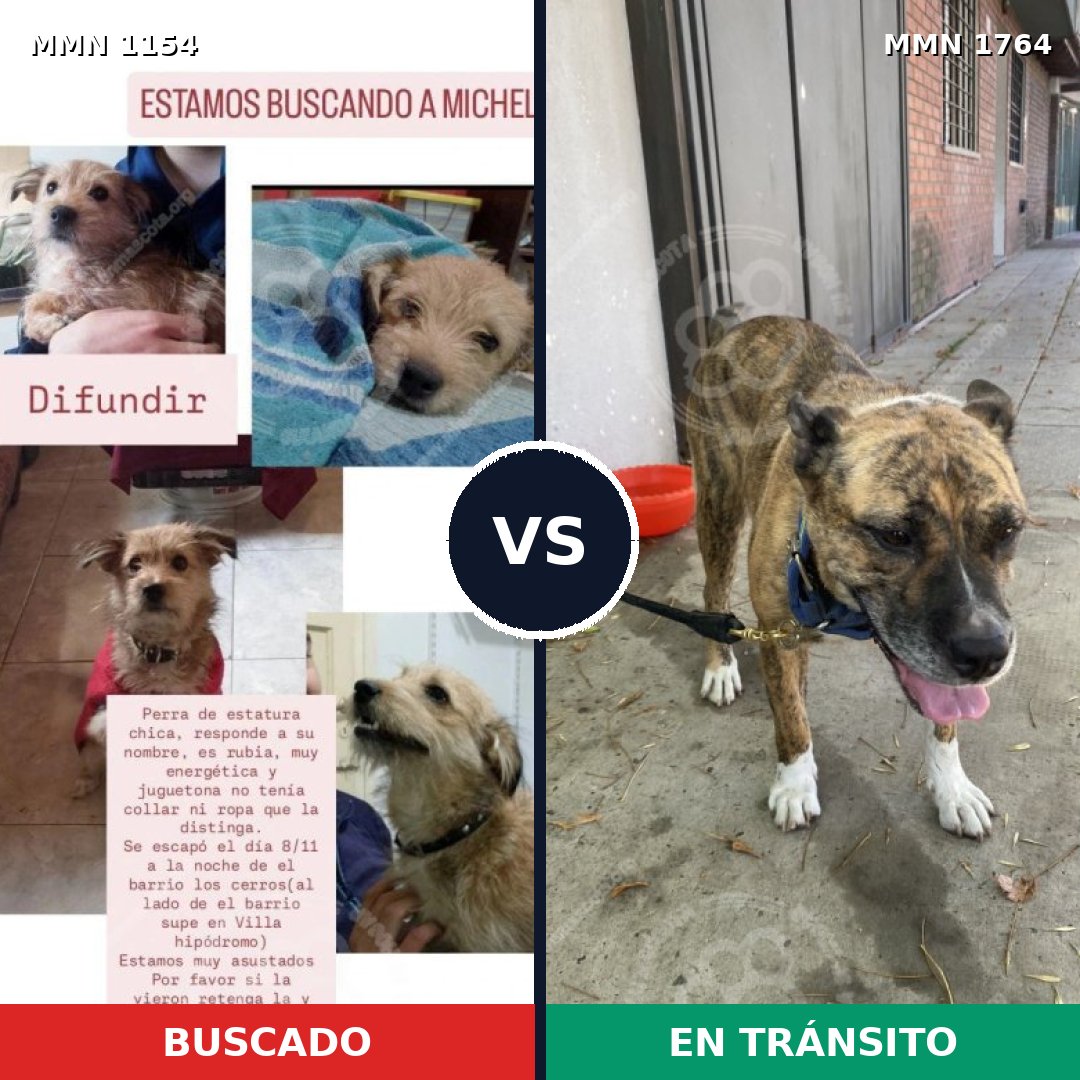 Comparativa MMS 39362: mascota perdida y mascota encontrada, 24% de similitud