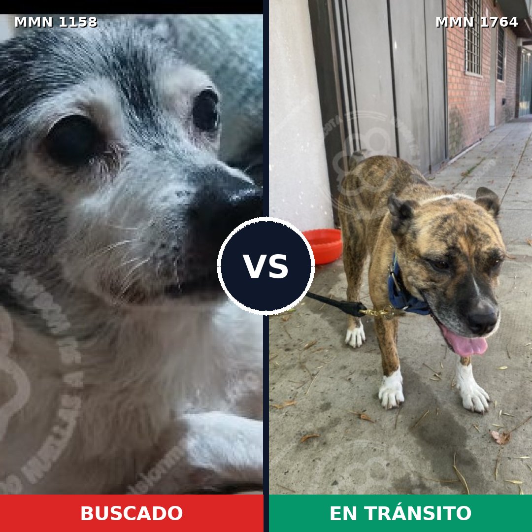Comparativa MMS 39363: mascota perdida y mascota encontrada, 25% de similitud