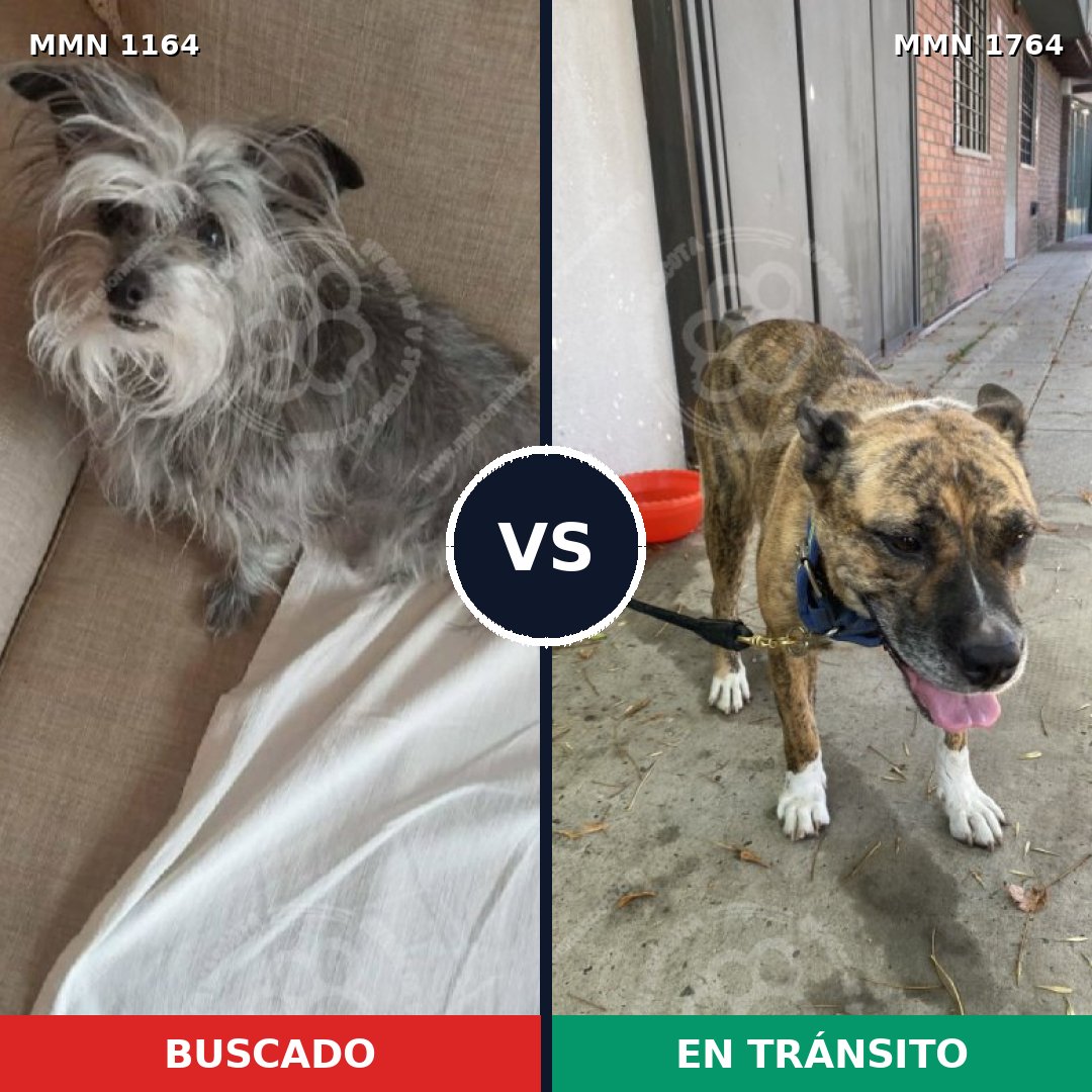 Comparativa MMS 39365: mascota perdida y mascota encontrada, 41% de similitud