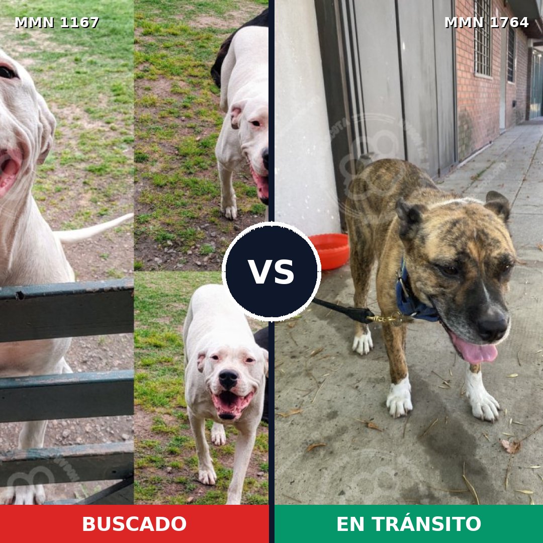 Comparativa MMS 39366: mascota perdida y mascota encontrada, 49% de similitud
