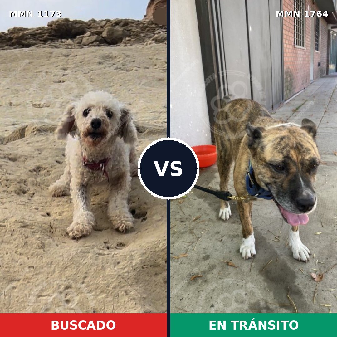 Comparativa MMS 39367: mascota perdida y mascota encontrada, 16% de similitud