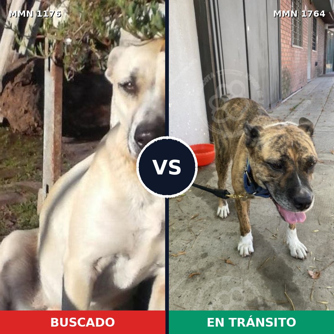 Comparativa MMS 39368: mascota perdida y mascota encontrada, 55% de similitud