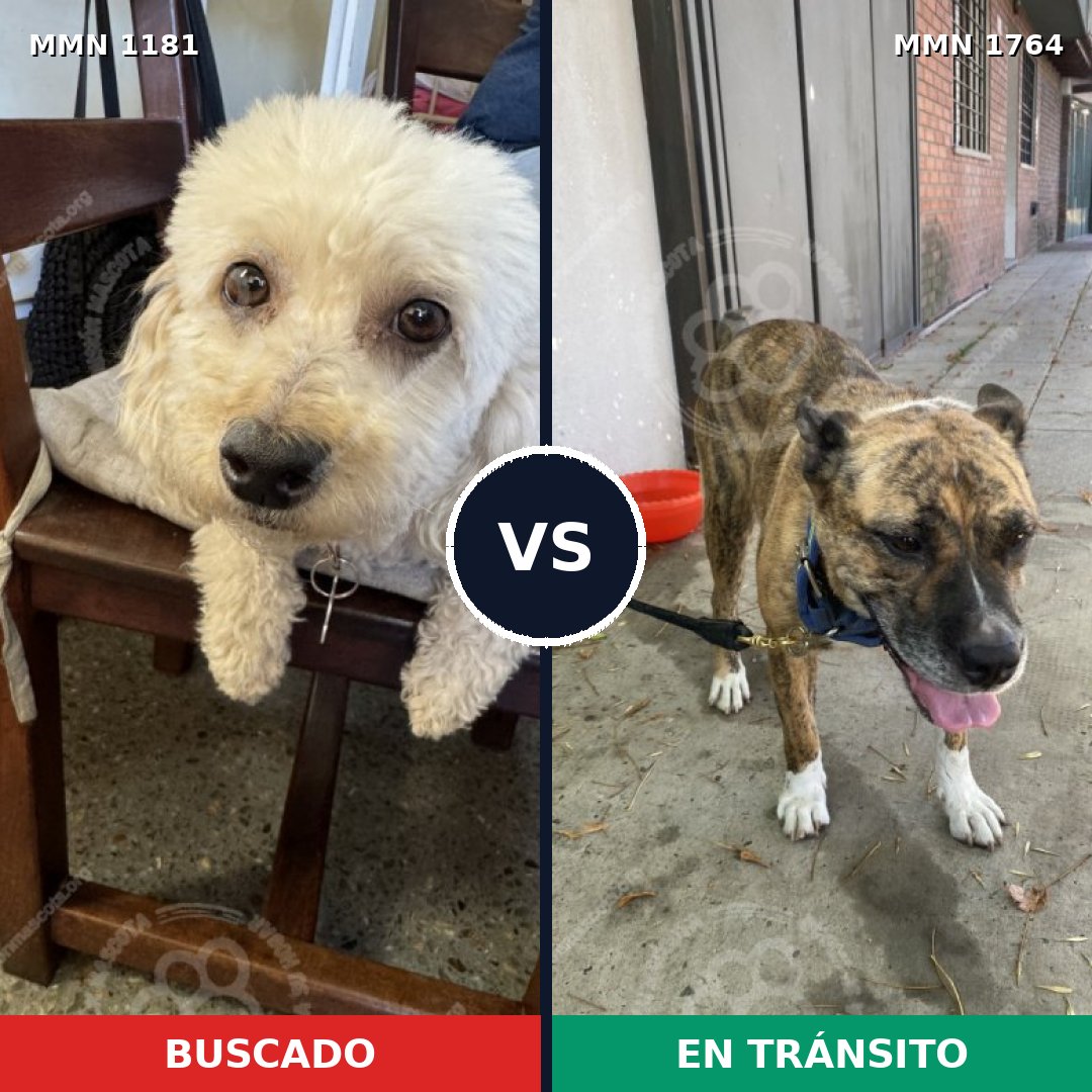 Comparativa MMS 39369: mascota perdida y mascota encontrada, 27% de similitud