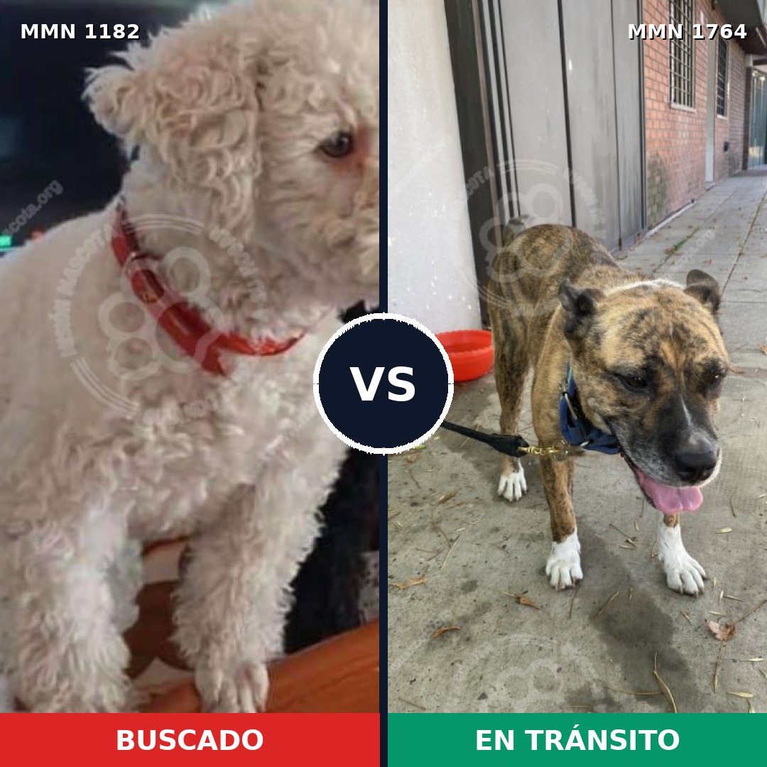 Comparativa MMS 39370: mascota perdida y mascota encontrada, 25% de similitud