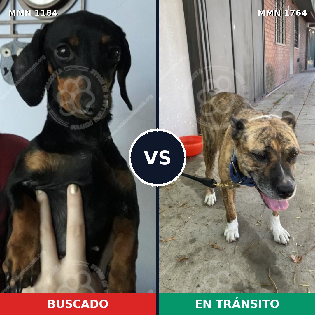 Comparativa MMS 39371: mascota perdida y mascota encontrada, 28% de similitud