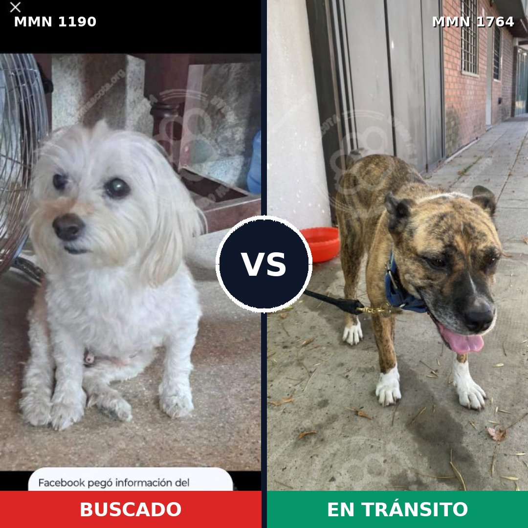 Comparativa MMS 39372: mascota perdida y mascota encontrada, 23% de similitud