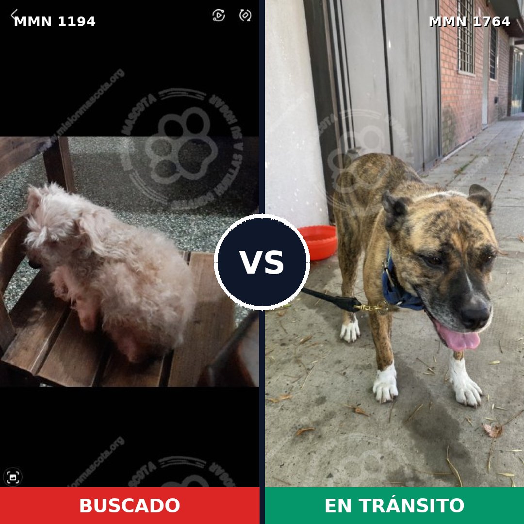 Comparativa MMS 39374: mascota perdida y mascota encontrada, 25% de similitud