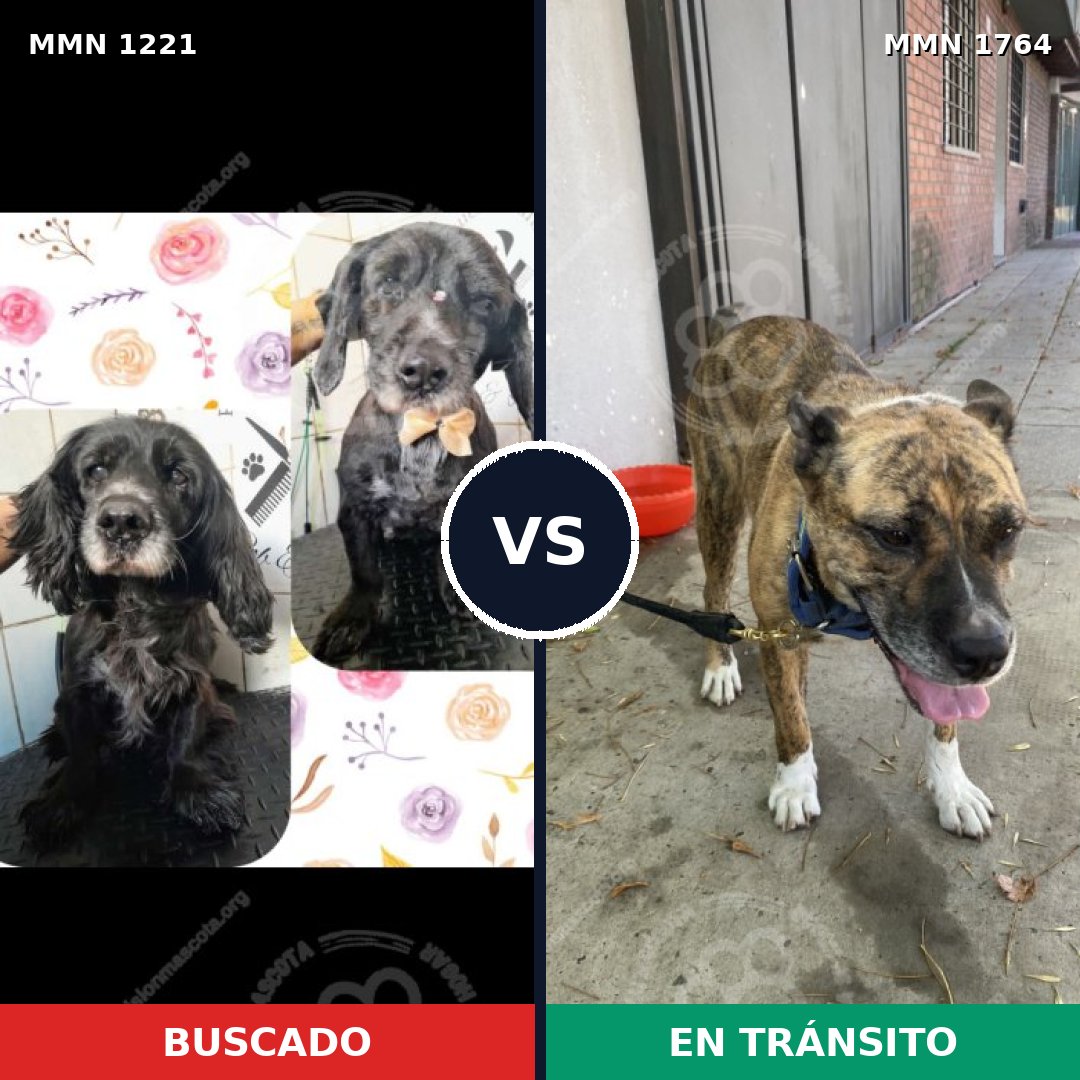 Comparativa MMS 39377: mascota perdida y mascota encontrada, 67% de similitud