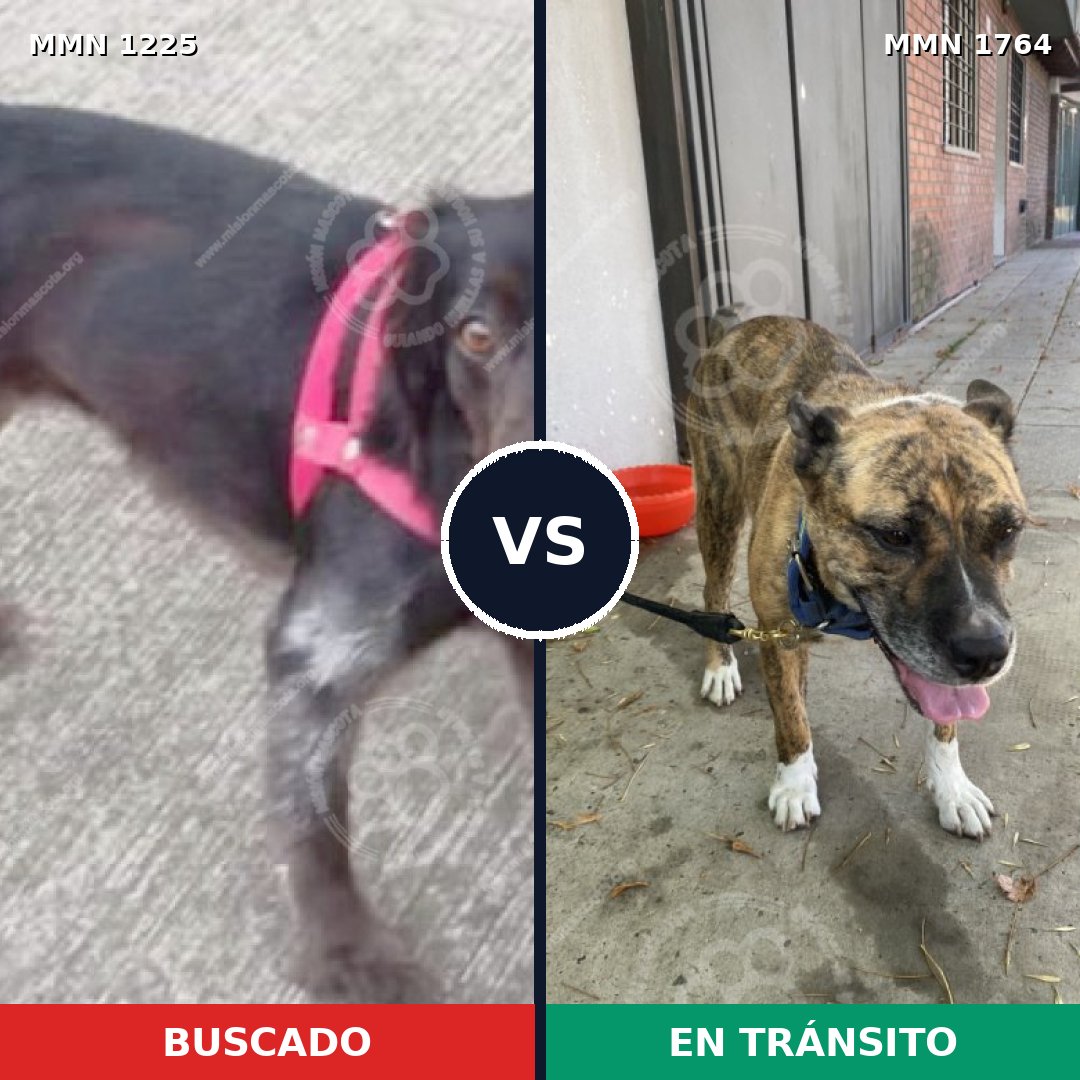 Comparativa MMS 39378: mascota perdida y mascota encontrada, 53% de similitud