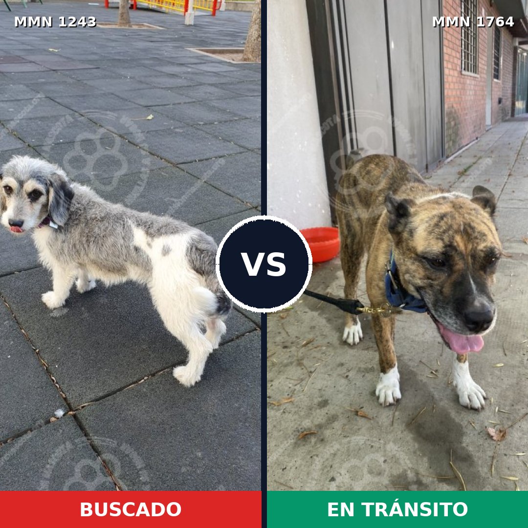 Comparativa MMS 39380: mascota perdida y mascota encontrada, 57% de similitud