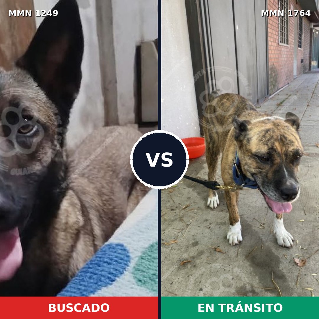 Comparativa MMS 39381: mascota perdida y mascota encontrada, 40% de similitud