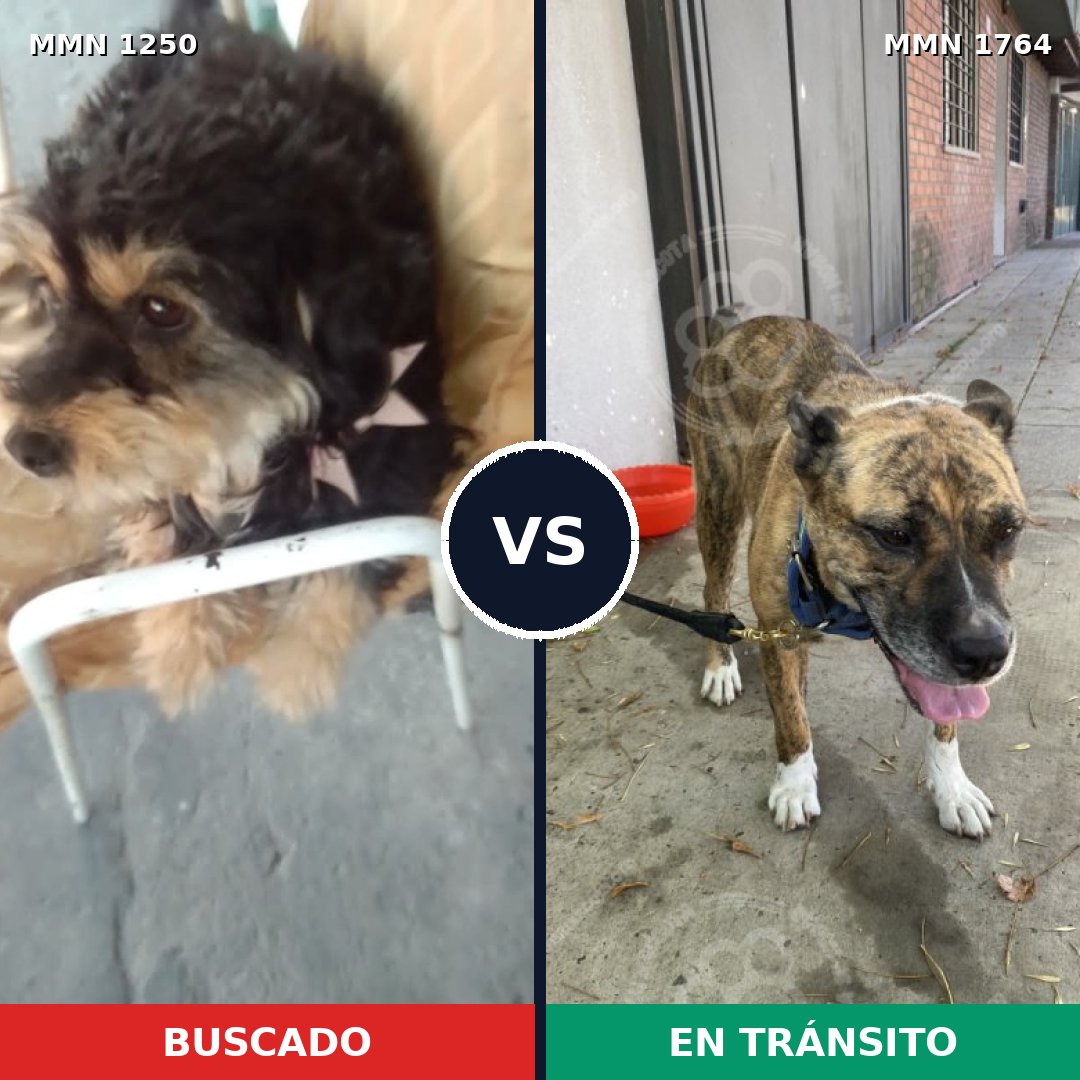 Comparativa MMS 39382: mascota perdida y mascota encontrada, 55% de similitud