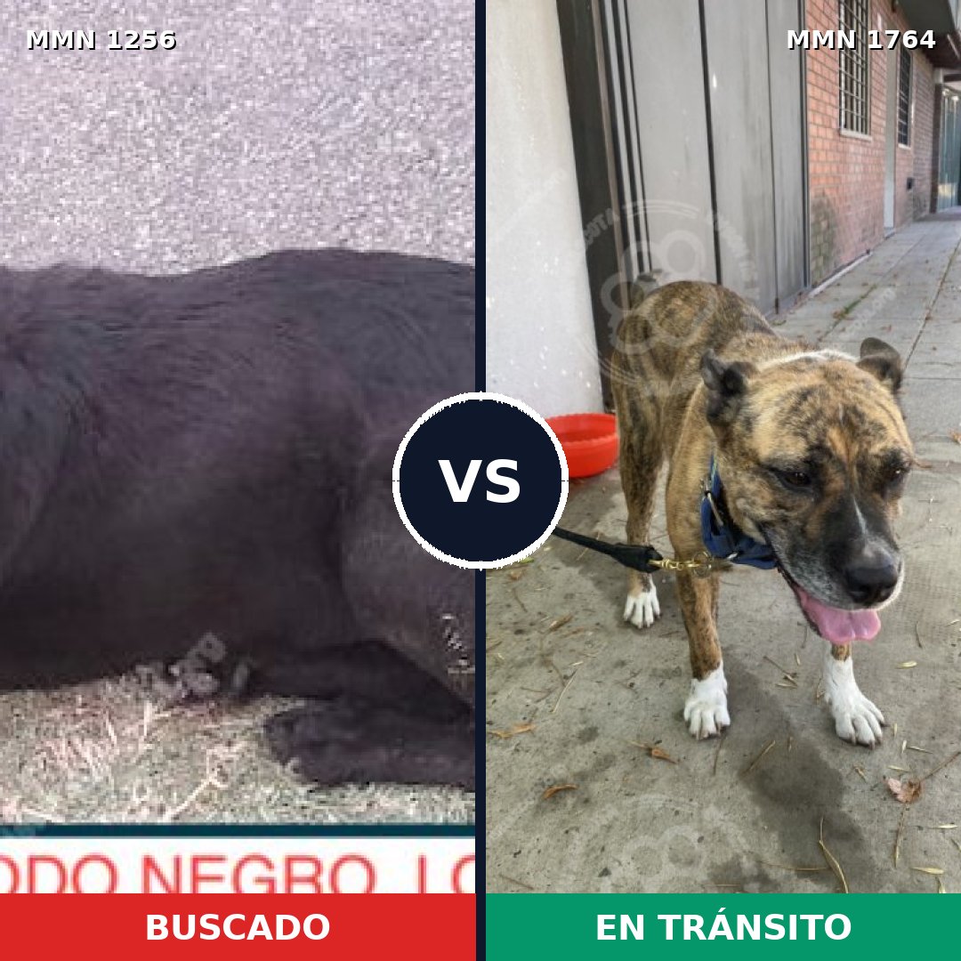 Comparativa MMS 39383: mascota perdida y mascota encontrada, 61% de similitud