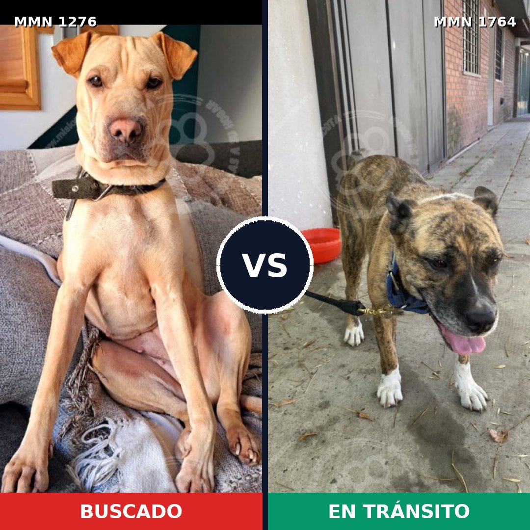 Comparativa MMS 39384: mascota perdida y mascota encontrada, 63% de similitud