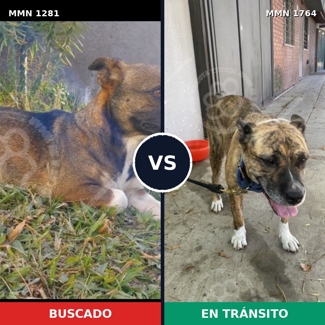 Comparativa MMS 39385: mascota perdida y mascota encontrada, 48% de similitud