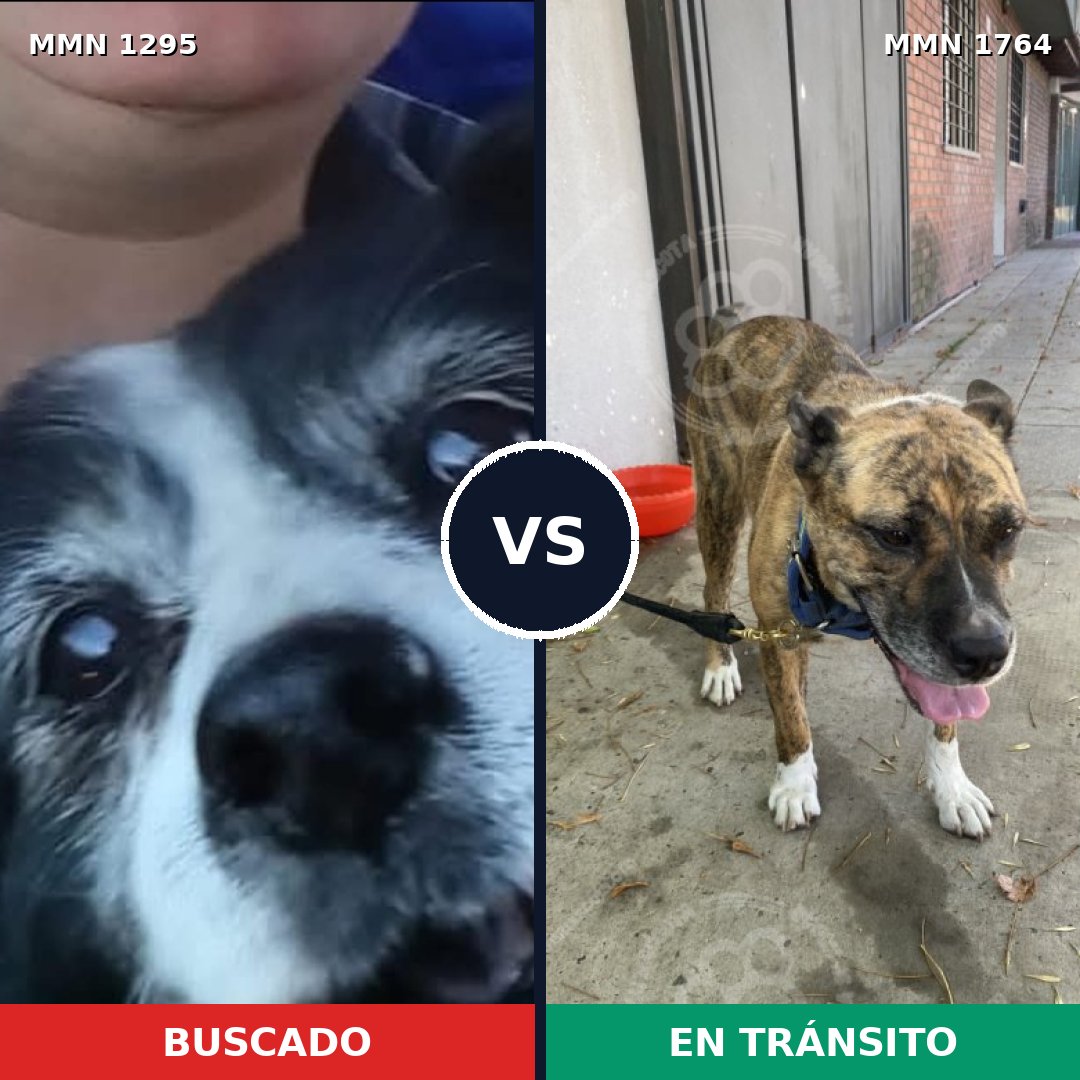 Comparativa MMS 39387: mascota perdida y mascota encontrada, 64% de similitud