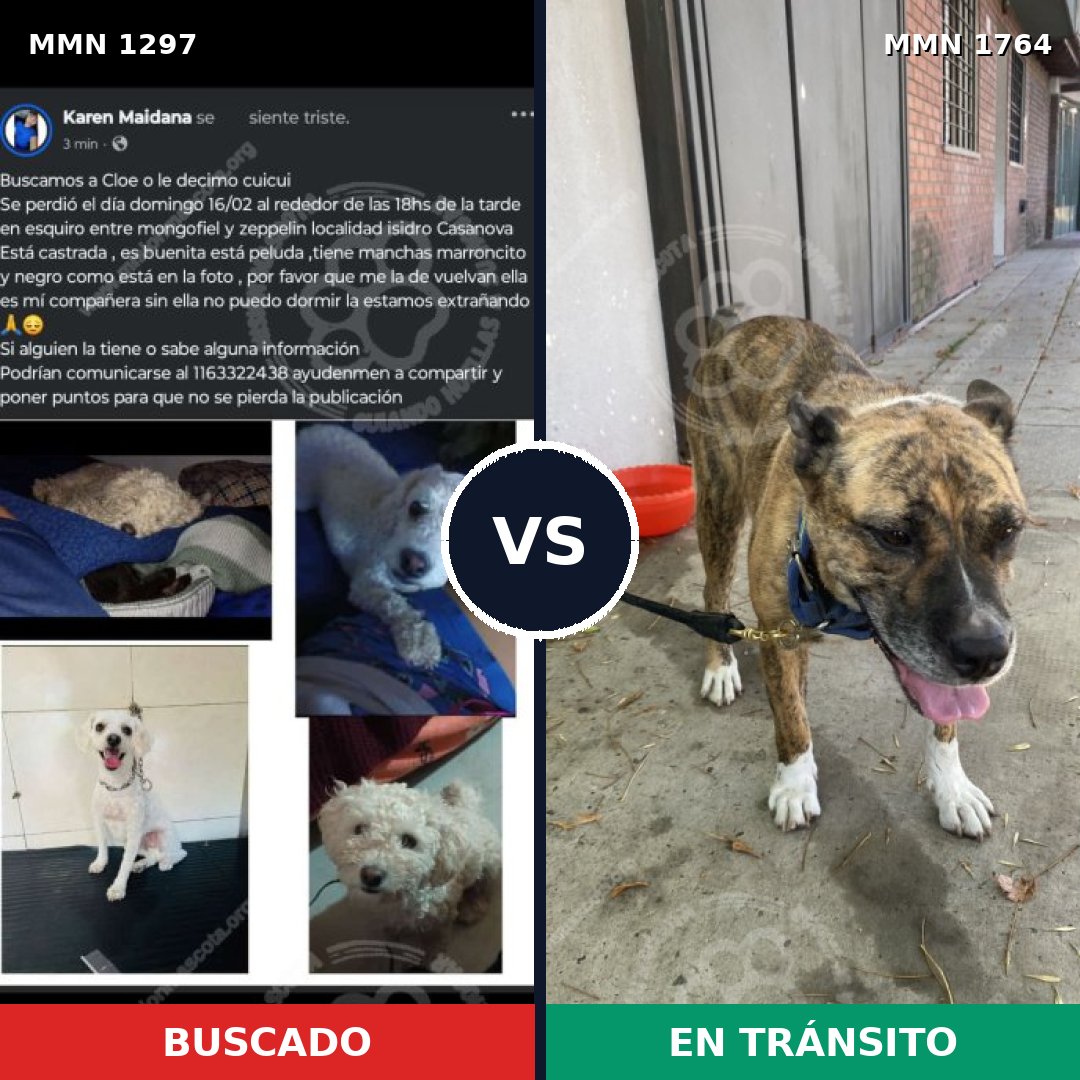 Comparativa MMS 39388: mascota perdida y mascota encontrada, 37% de similitud