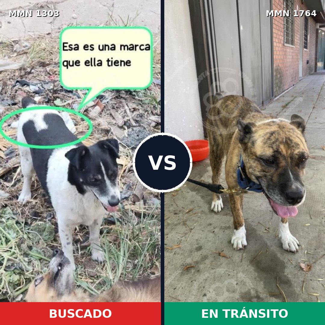 Comparativa MMS 39390: mascota perdida y mascota encontrada, 51% de similitud