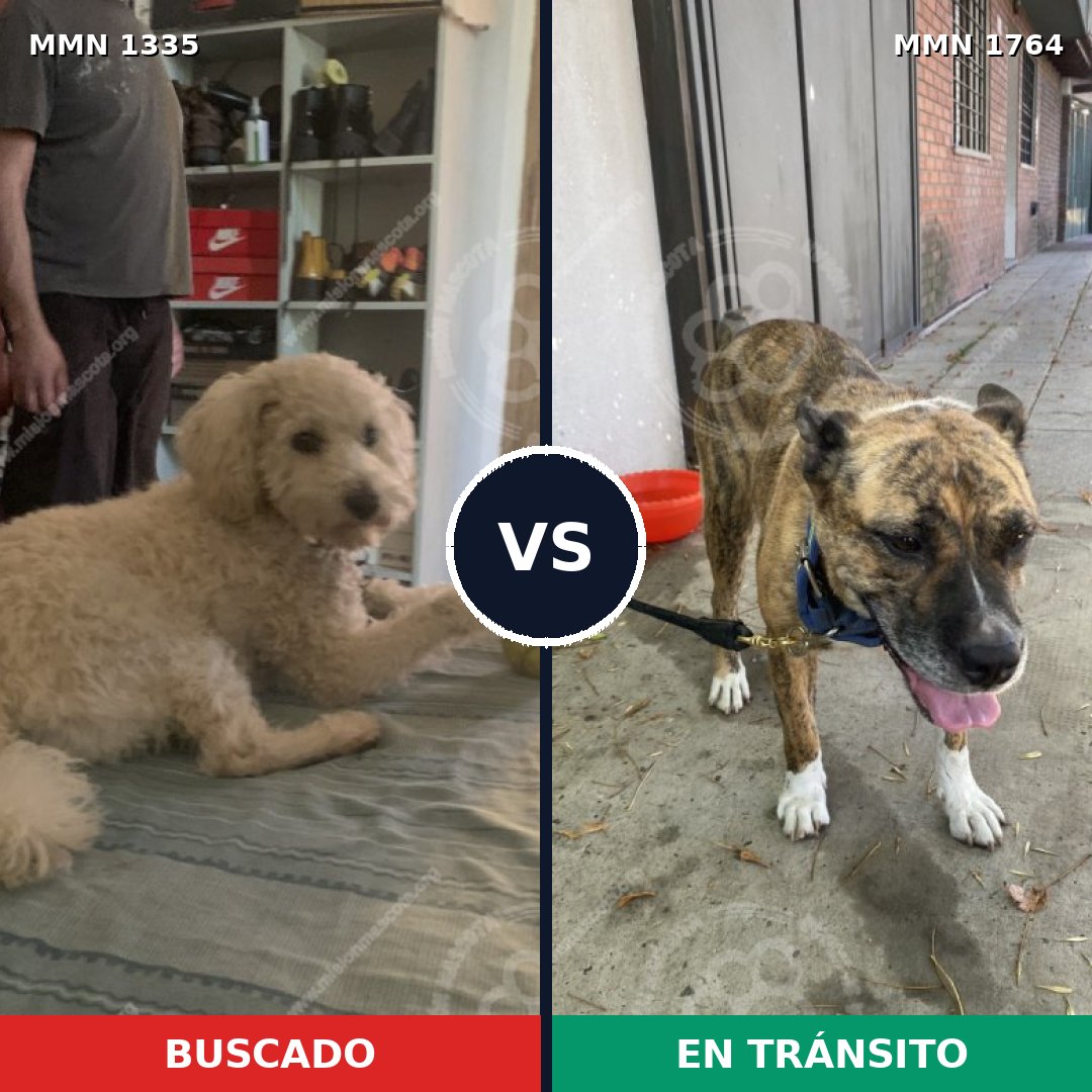Comparativa MMS 39392: mascota perdida y mascota encontrada, 27% de similitud